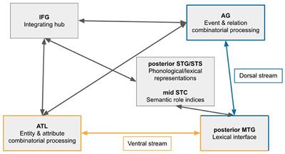 The neurofunctional network of syntactic processing: cognitive systematicity and representational specializations of objects, actions, and events